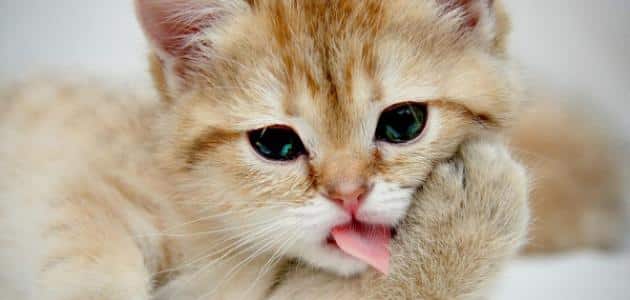 كيفية منع القطط من التبرز على السلم
