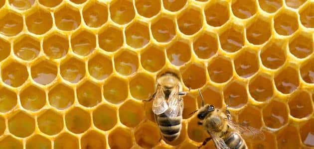 تفسير حلم النحل في البيت