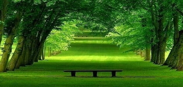 تفسير حلم مكان اخضر جميل
