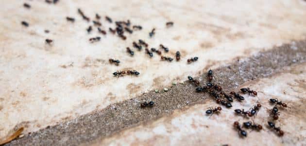 سبب ظهور النمل في البيوت