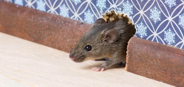 كيفية مكافحة الفئران في المنزل
