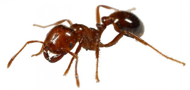 ما هي دلالة وجود النمل في البيت