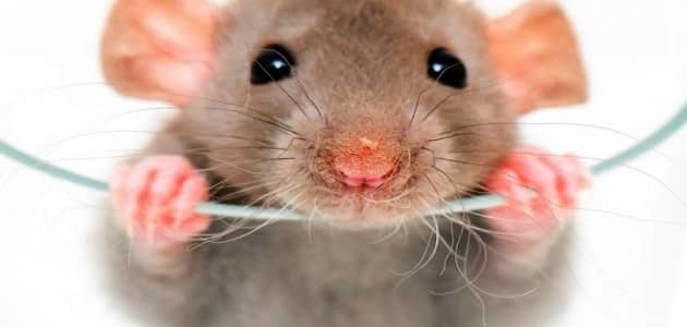 هل وجود الفئران في البيت من الحسد