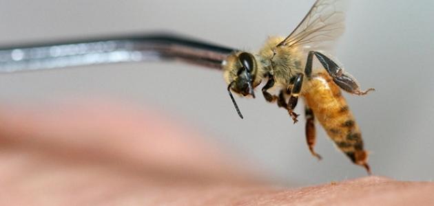 هل يباع سم النحل في الصيدليات