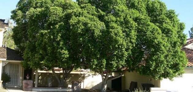 أنواع أشجار الظل في مصر
