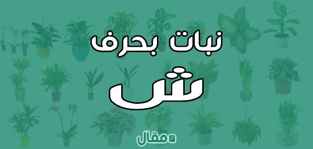نبات بحرف الشين ش