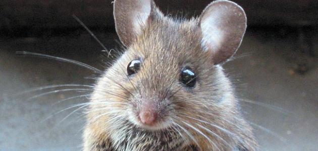 هل سم الفئران يقتل الإنسان