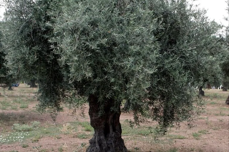 الشجرة المباركة في طور سيناء