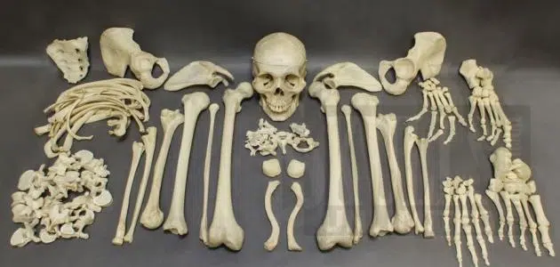 كم عدد العظام الموجودة في جسم الإنسان