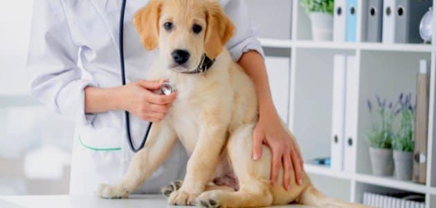أمراض الكلاب وكيفية علاجها