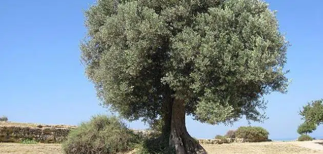 أهمية شجرة الزيتون