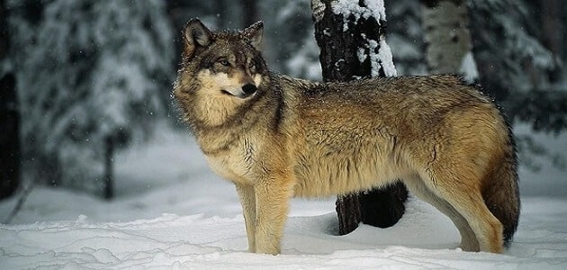 صفات أنثى الذئب
