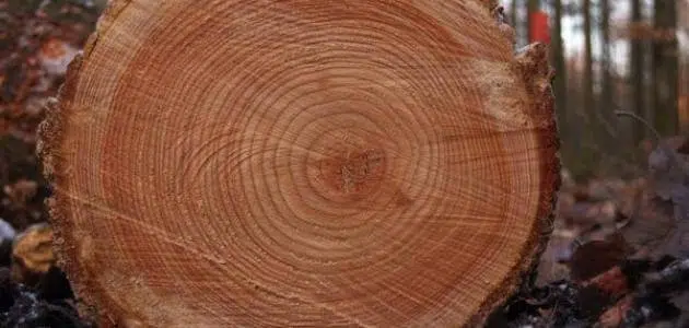 كيف تعرف عمر الشجرة