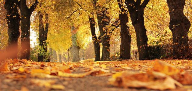 ما هي ظواهر فصل الخريف