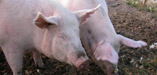 لماذا خلق الله الخنزير ولماذا حرم أكله