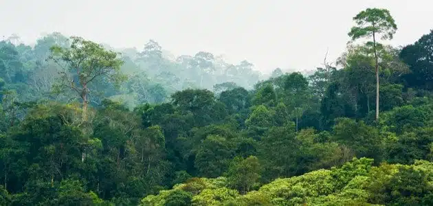 الأهمية الاقتصادية للغابات الاستوائية المطيرة