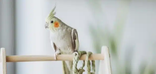 لماذا يصرخ طائر الكوكتيل