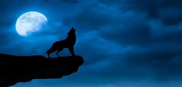 ماذا قال الرسول عن الذئب