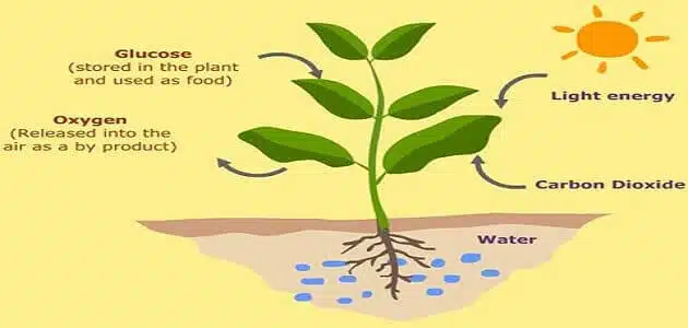 تقوم النباتات بعملية البناء الضوئي لصنع الغذاء للنبات